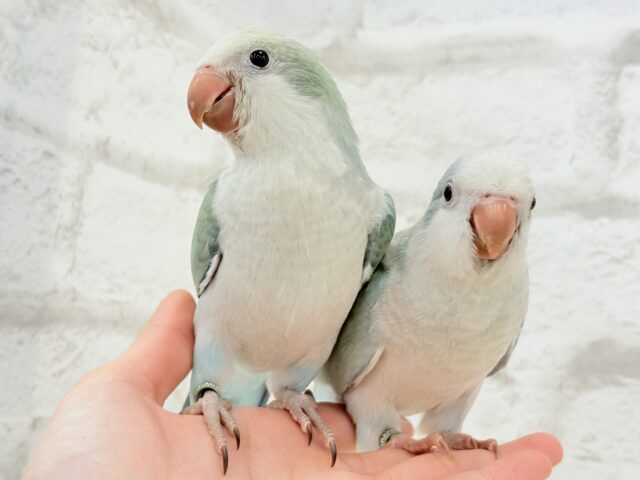 オキナインコ