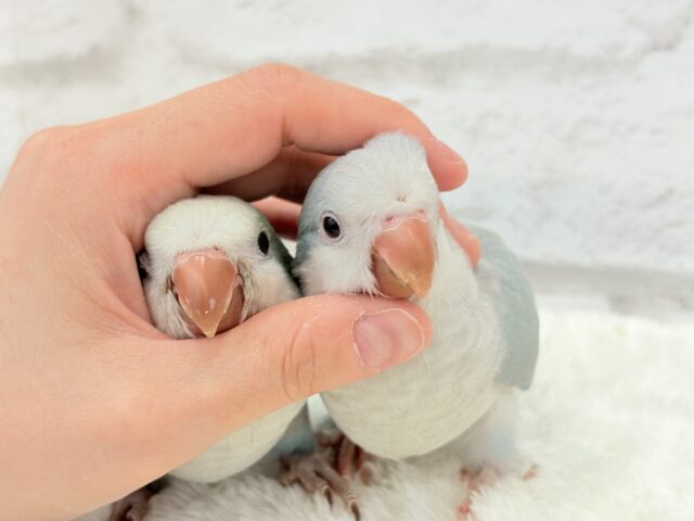オキナインコ