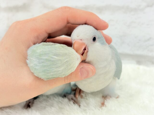 オキナインコ