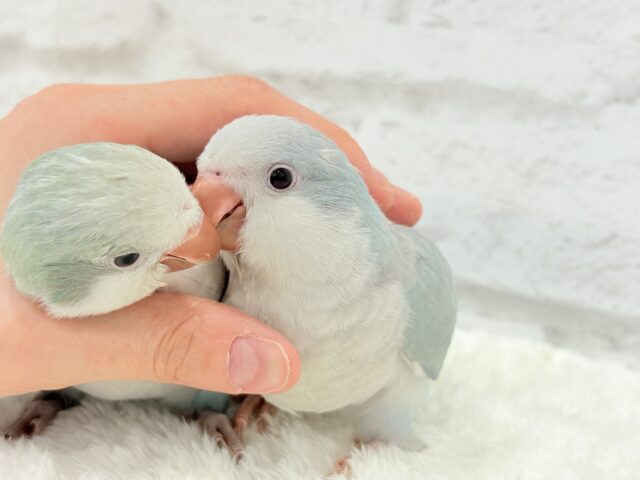 オキナインコ