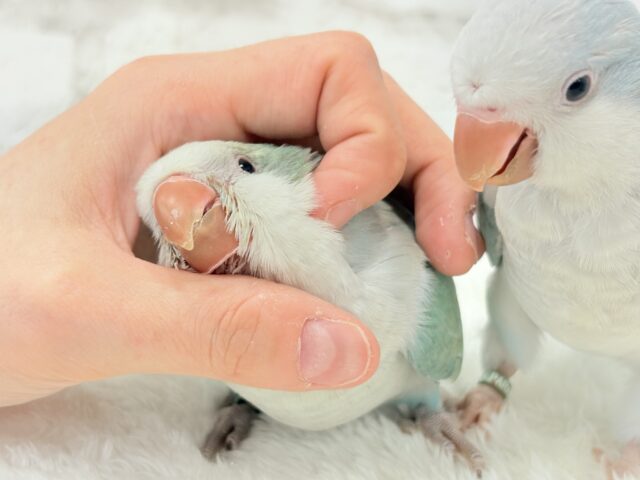 オキナインコ