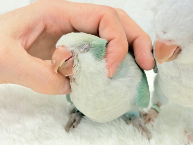 オキナインコ