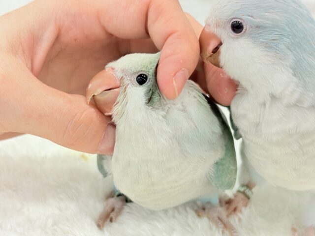 オキナインコ