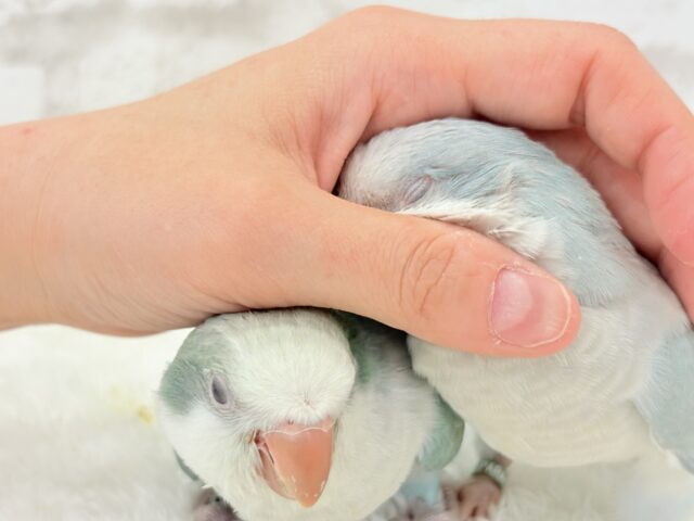 オキナインコ