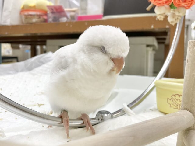 オキナインコ