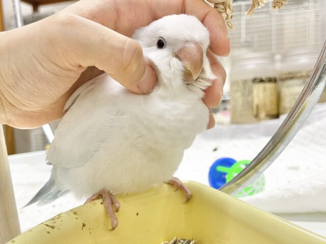 オキナインコ