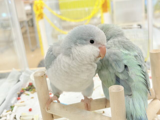 オキナインコ