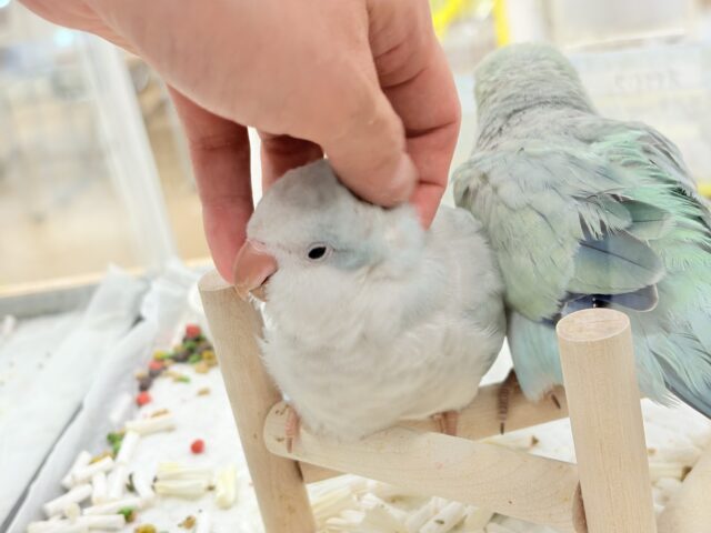 オキナインコ