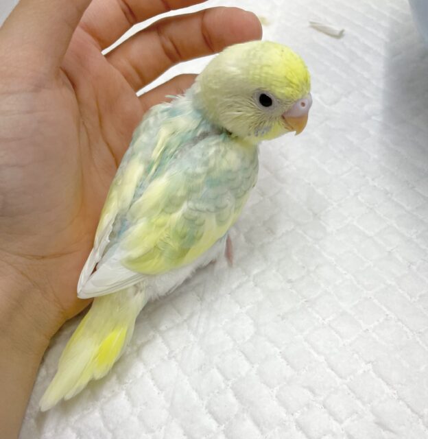 セキセイインコ
