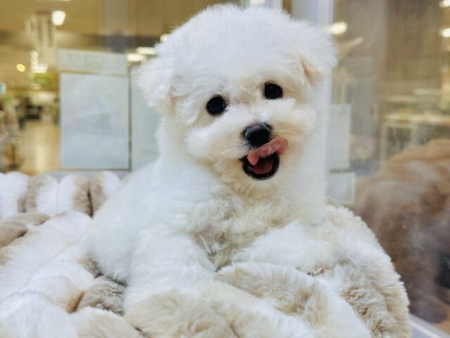 ビションフリーゼ