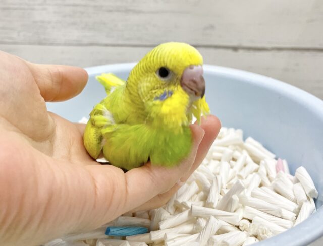 セキセイインコ