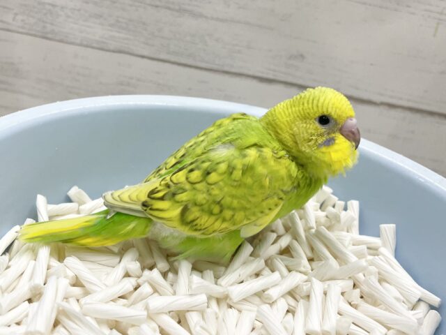 セキセイインコ