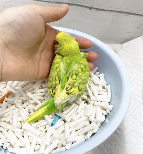 セキセイインコ