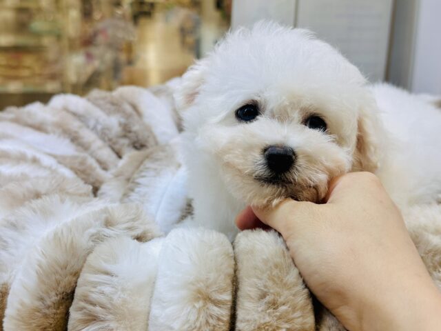 ビションフリーゼ