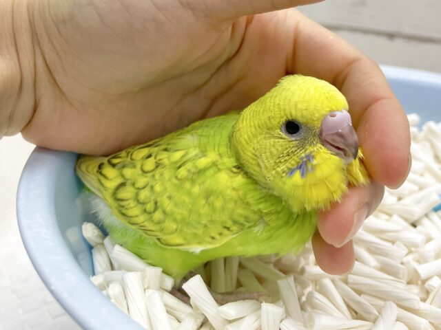 セキセイインコ