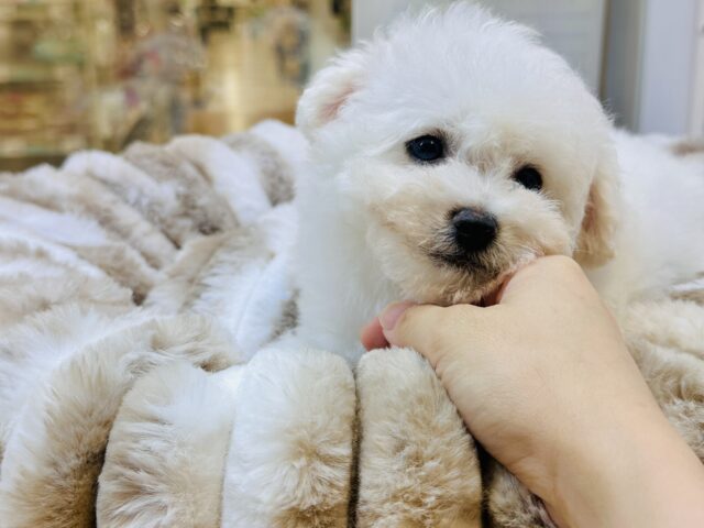 ビションフリーゼ