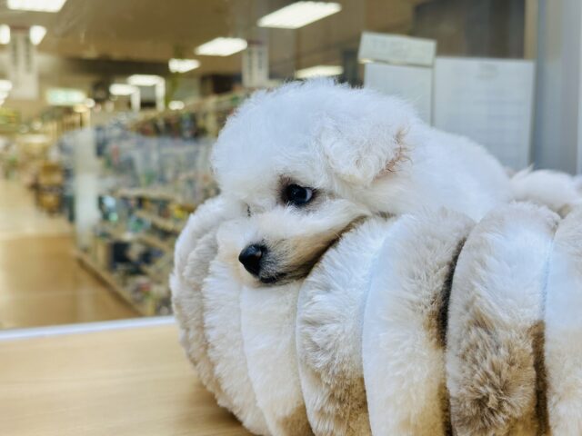 ビションフリーゼ