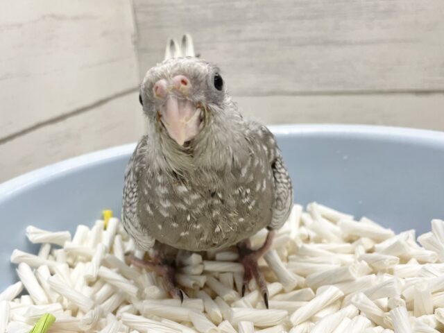 オカメインコ