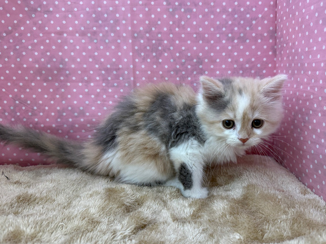 スコティッシュフォールド