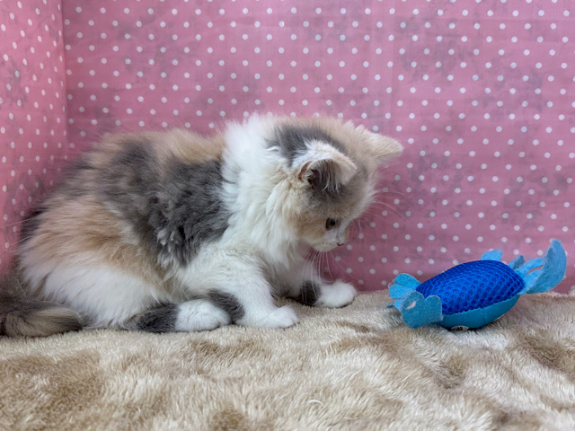 スコティッシュフォールド