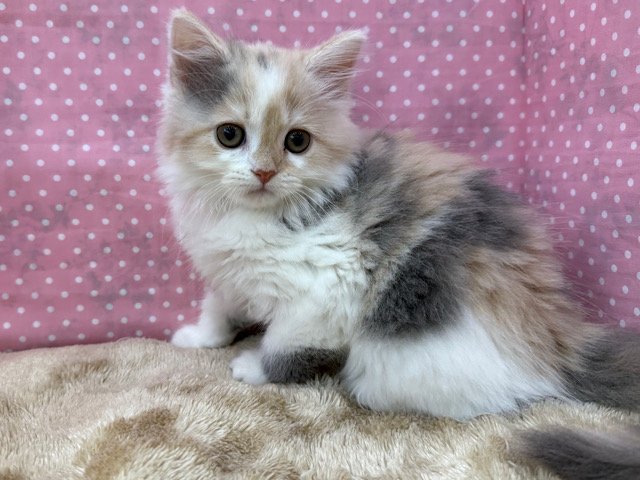 スコティッシュフォールド