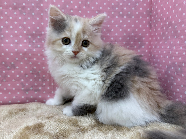 美人級♡慣れるまでゆっくりタイプなとっても甘えたい💛スコティッシュフォールドの女のコきました✨