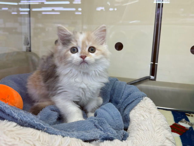 スコティッシュフォールド