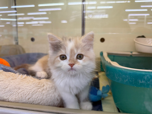 スコティッシュフォールド