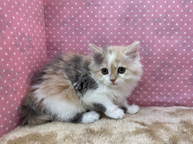 スコティッシュフォールド