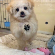 ふわふわ参上💗おしゃべり大好きわんぱくboy👑トイプードル✖️ポメラニアンのハーフ犬(男のこ)きました✨