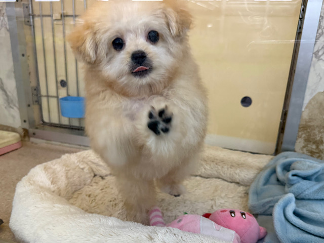 ふわふわ参上💗おしゃべり大好きわんぱくboy👑トイプードル✖️ポメラニアンのハーフ犬(男のこ)きました✨