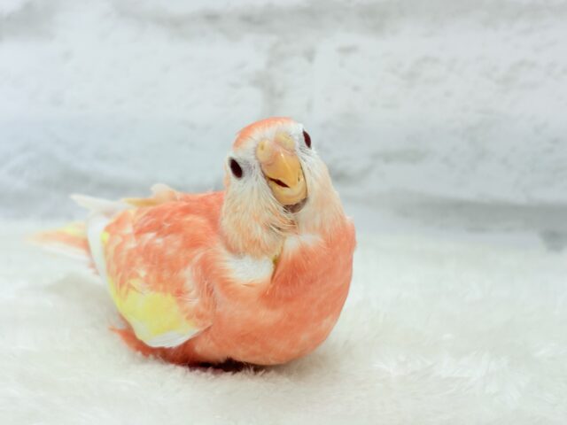 アキクサインコ（秋草インコ）