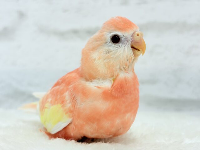 アキクサインコ（秋草インコ）