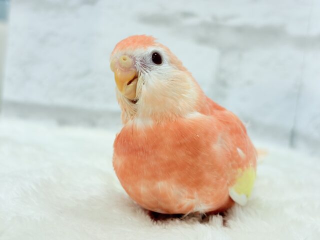 アキクサインコ（秋草インコ）