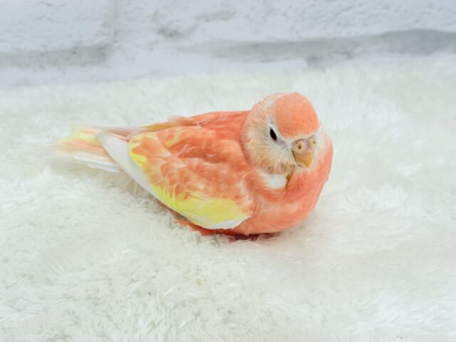 アキクサインコ（秋草インコ）