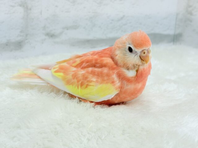 アキクサインコ（秋草インコ）