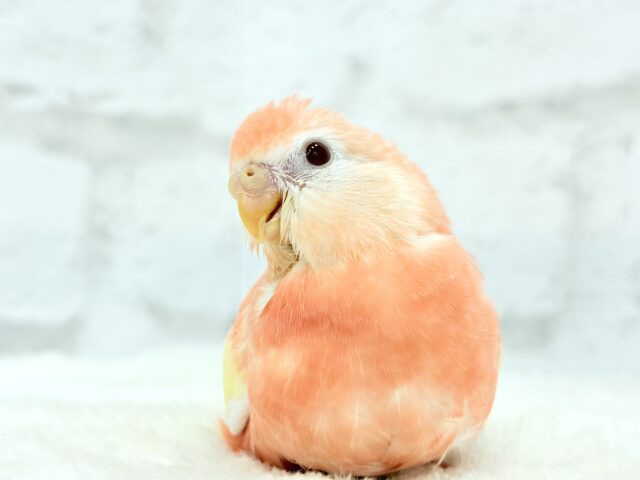 アキクサインコ（秋草インコ）