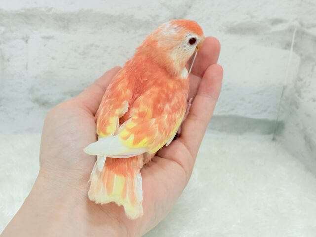 アキクサインコ（秋草インコ）