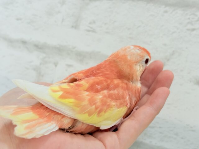 アキクサインコ（秋草インコ）