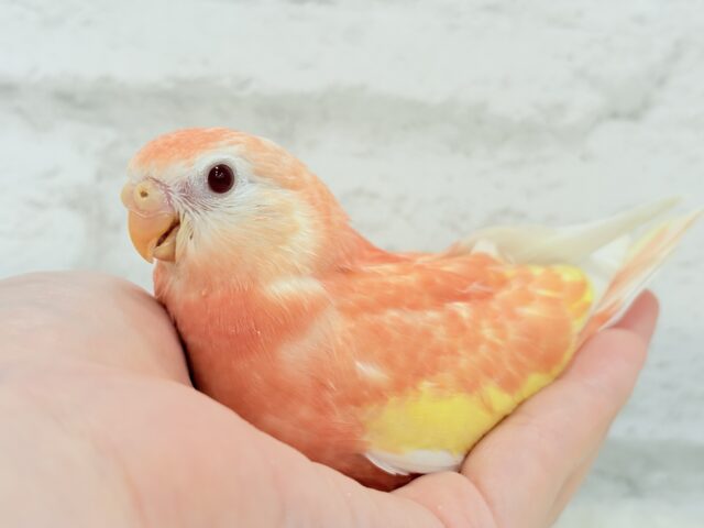 アキクサインコ（秋草インコ）