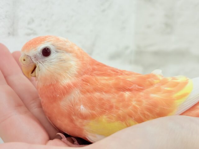 アキクサインコ（秋草インコ）