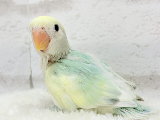 コザクラインコ（小桜インコ）