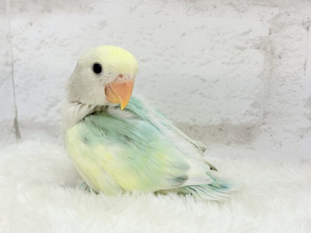 コザクラインコ（小桜インコ）