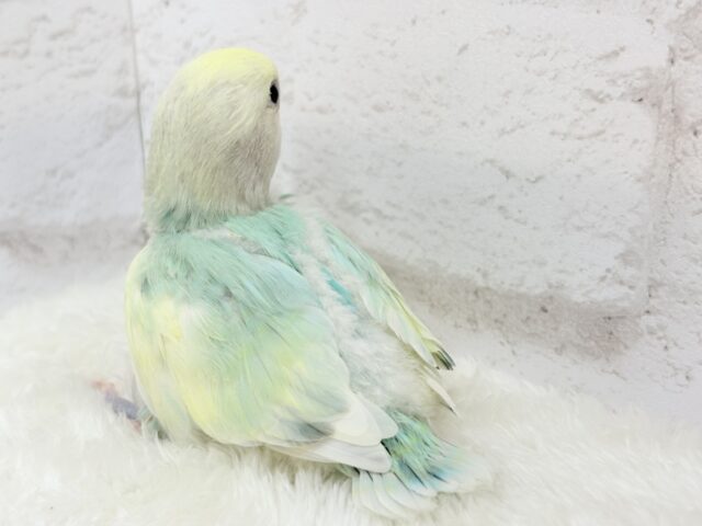 コザクラインコ（小桜インコ）