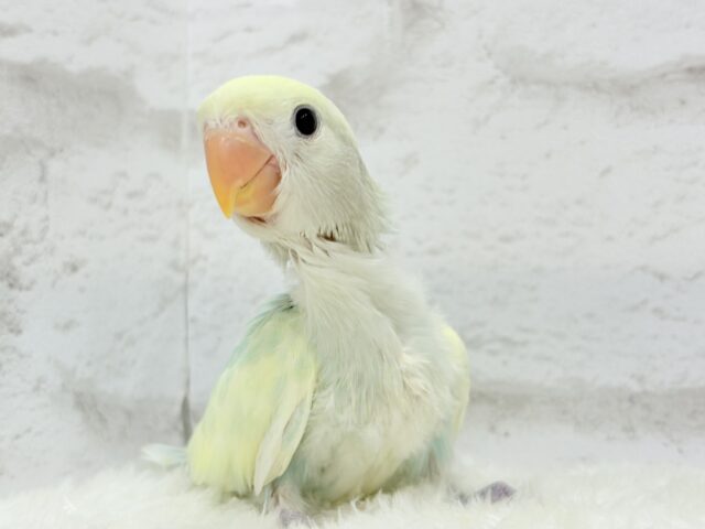コザクラインコ（小桜インコ）