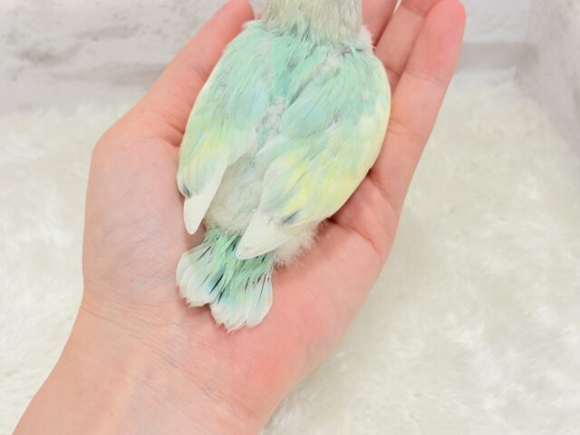 コザクラインコ（小桜インコ）