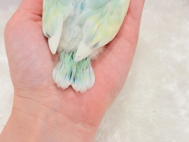 コザクラインコ（小桜インコ）