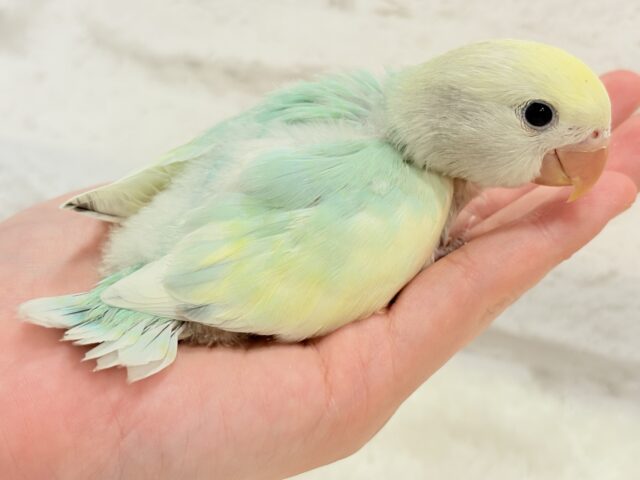 コザクラインコ（小桜インコ）