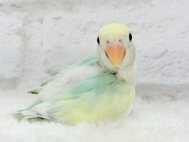 コザクラインコ（小桜インコ）