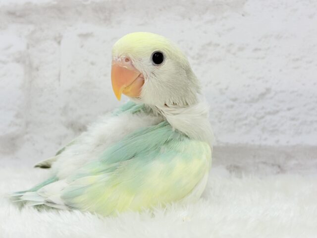 コザクラインコ（小桜インコ）